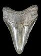 Juvenile Megalodon Tooth - South Carolina #37646-1